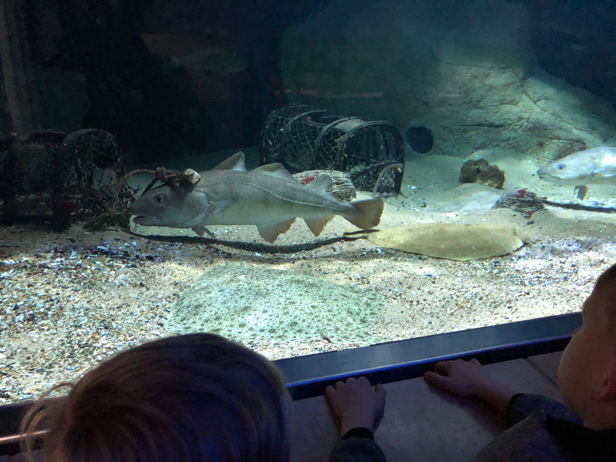 Sint-Martinus den XIIde - Zoo Antwerpen Kapoenen